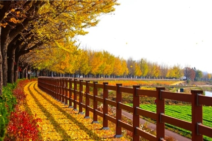 Tour du lịch Hàn Quốc từ Đà Nẵng 5 ngày 4 đêm - Tour Hàn Quốc mùa thu