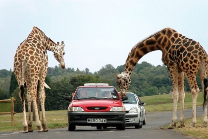 Tour Quy Nhơn - Kỳ Co - Eo Gió - Safari Park- Trung Lương 4 Ngày 3 đêm