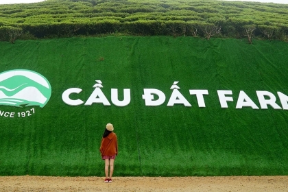Tour Đà Lạt - Đồi chè Cầu Đất Farm 1 NGÀY